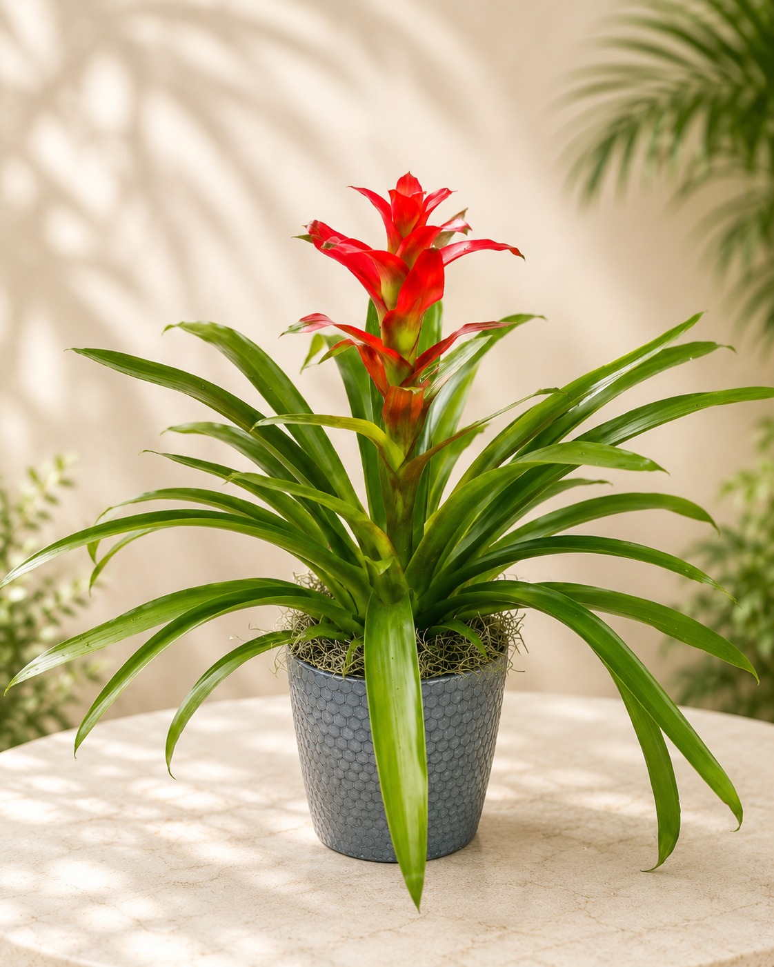 Bromelia Tiffany