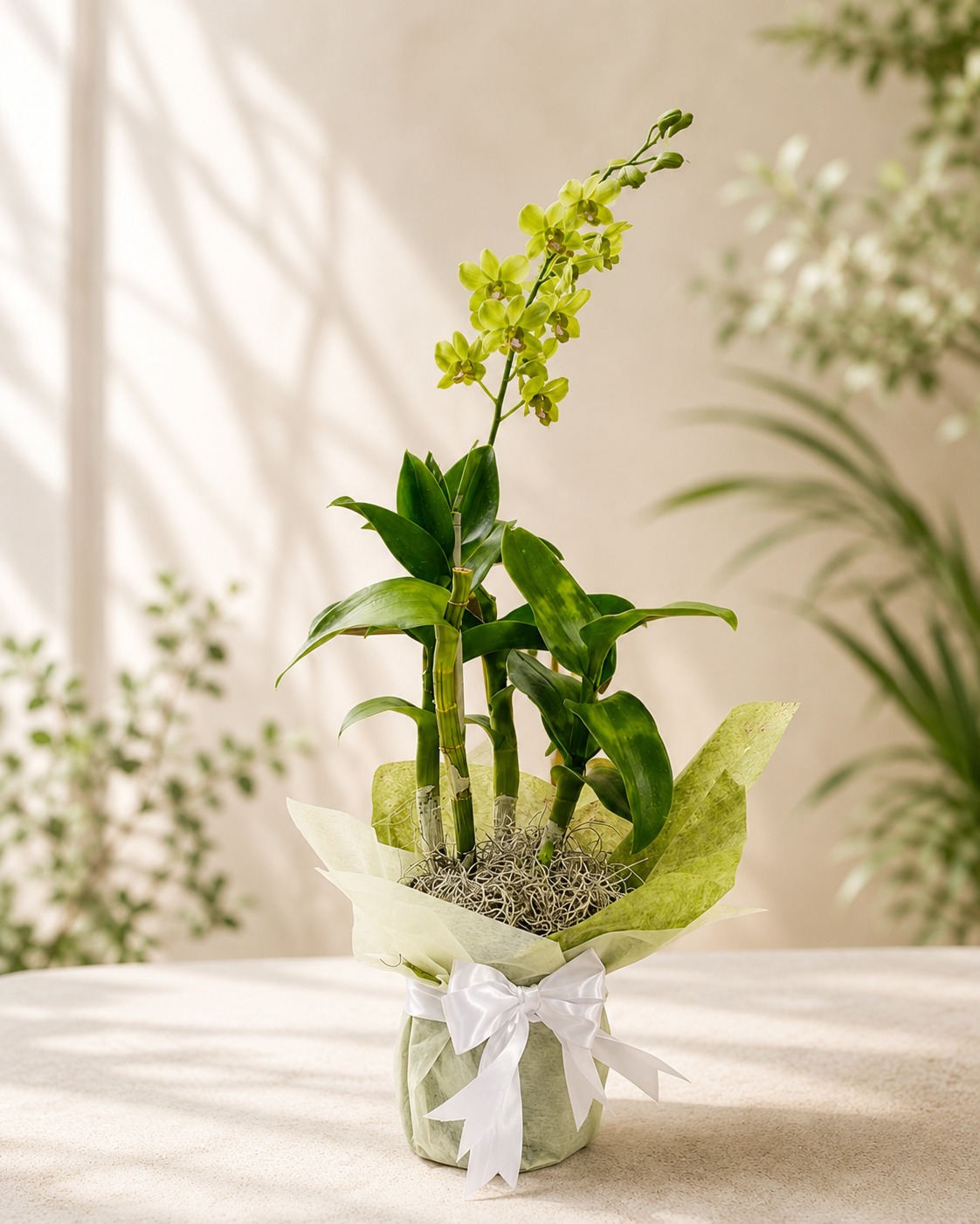 Orquídea Dendrobium
